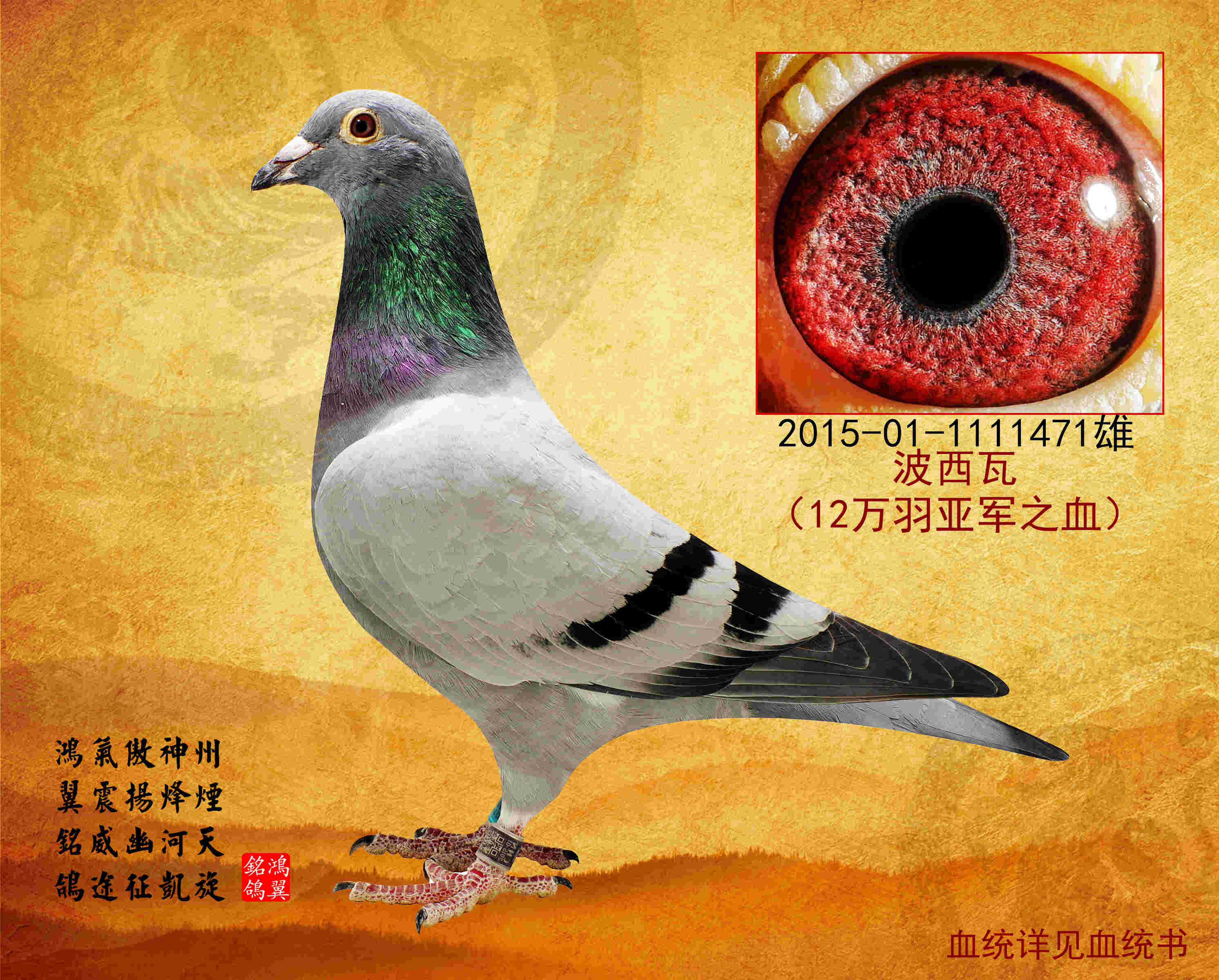 波西瓦_鸿翼铭鸽-中信网爱鸽商城