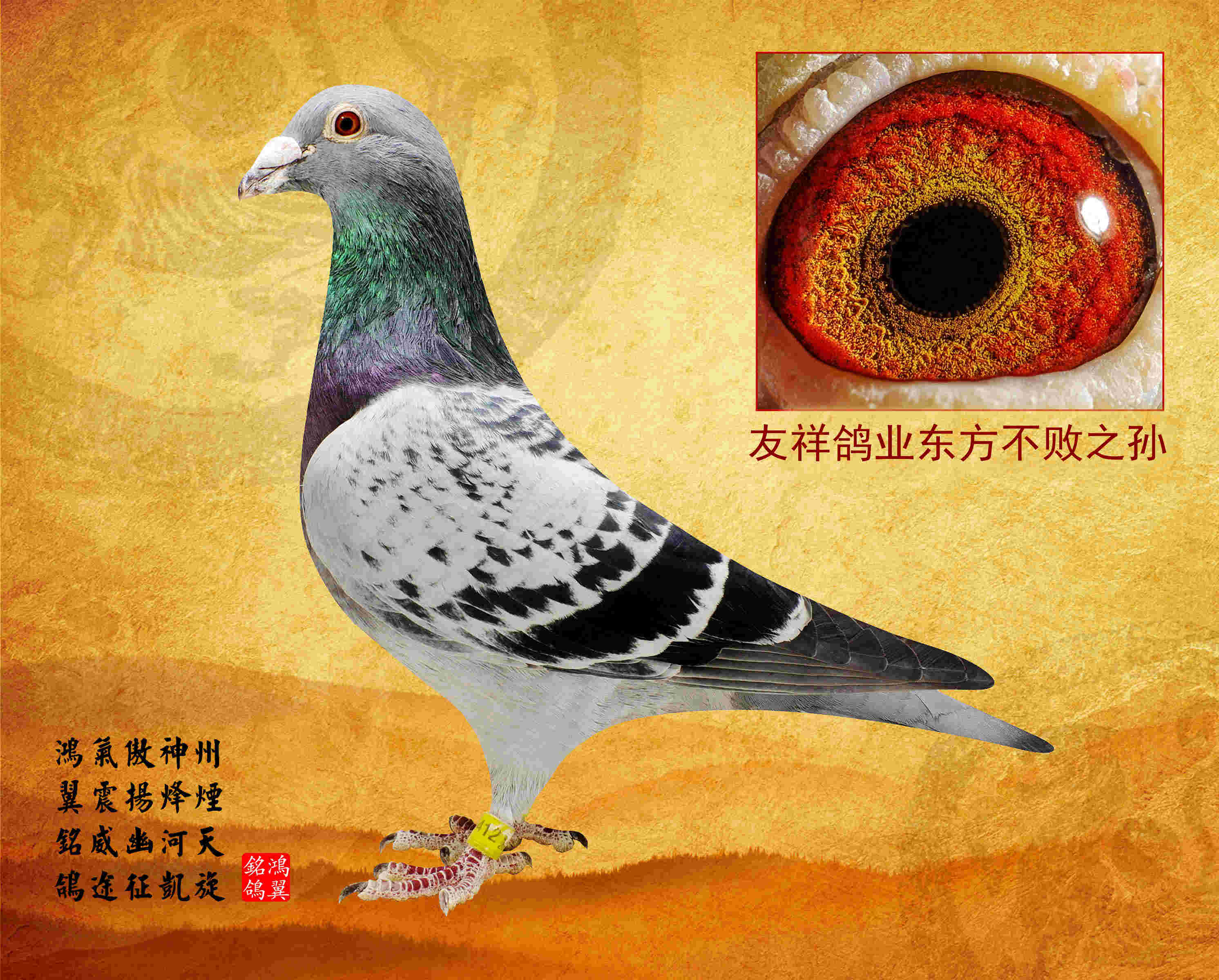 东方不败种鸽特征图片