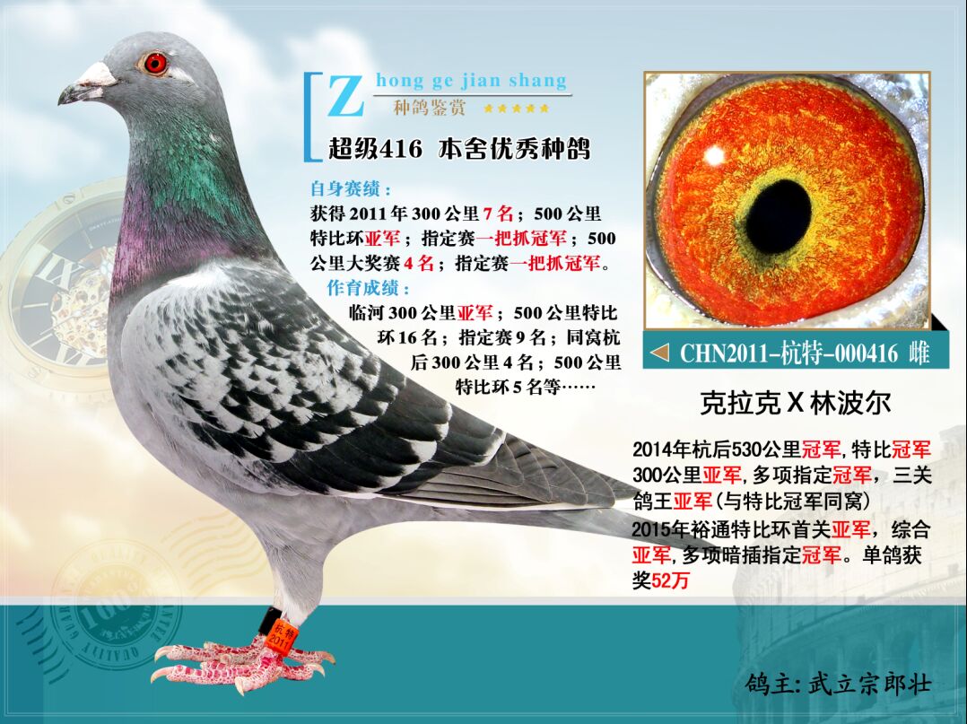 信鸽特征