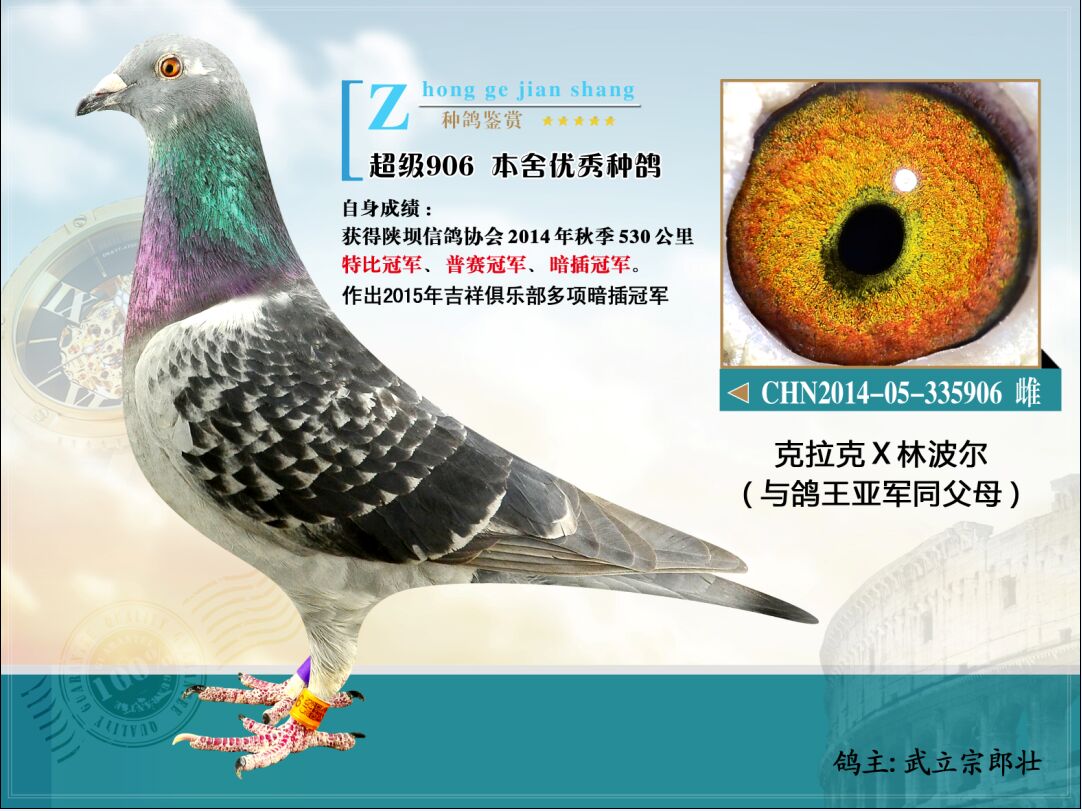 信鸽特征