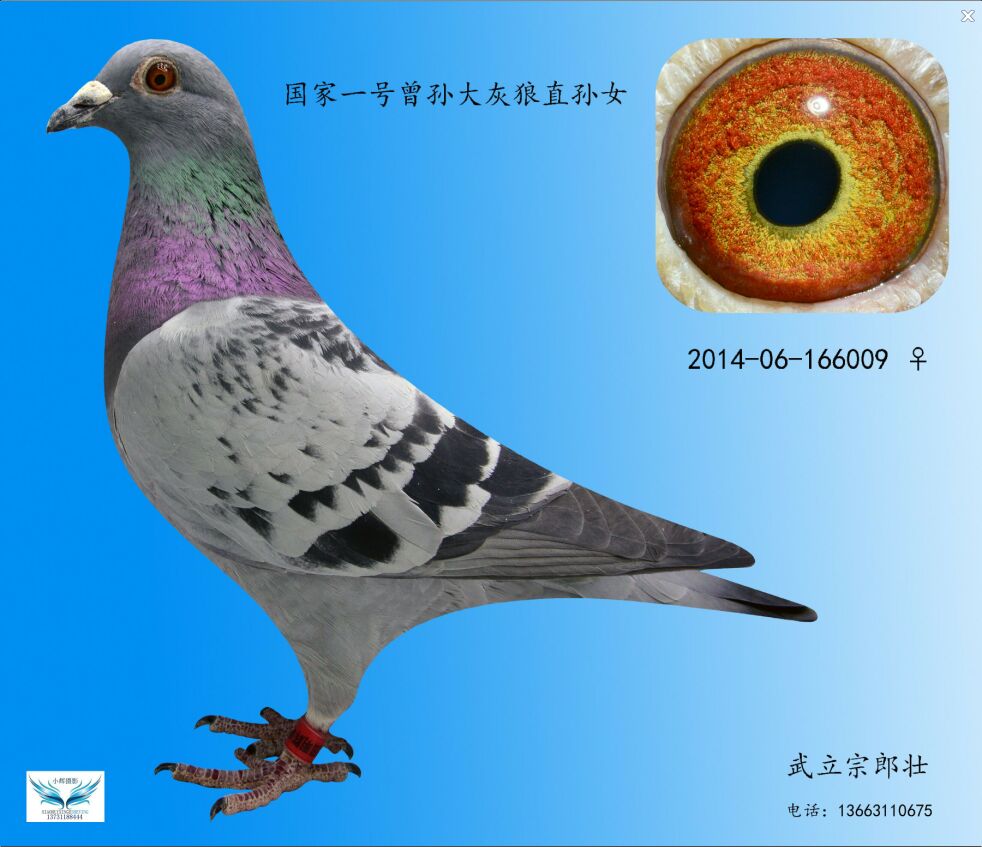 国家一号_武立宗郎壮_ ag188.com爱鸽商城_中国信鸽信息网