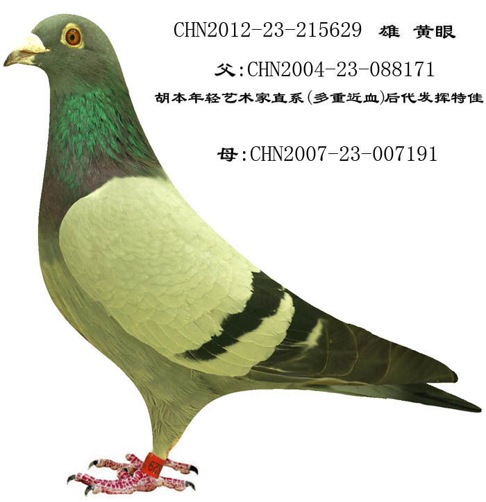 永乐629_贵州永乐铭鸽育种中心_ ag188.com爱鸽商城_中国信鸽信息网