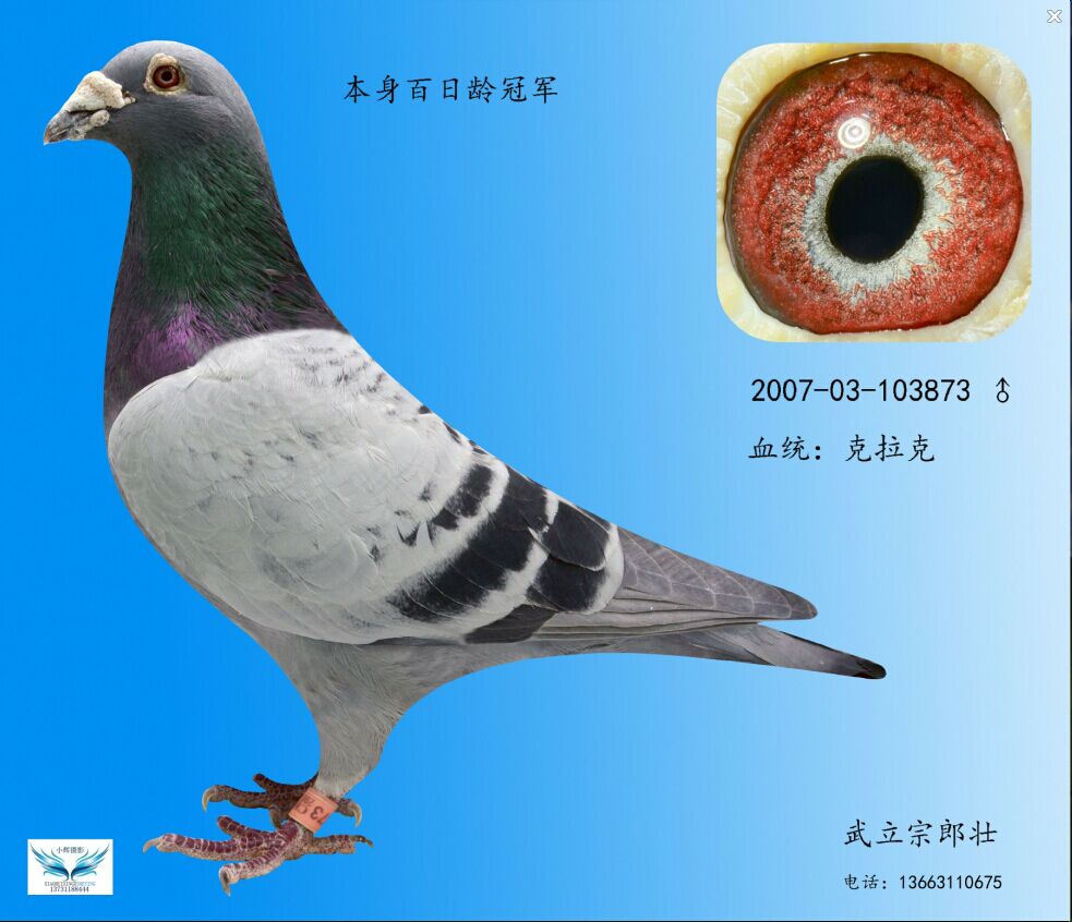 克拉克873