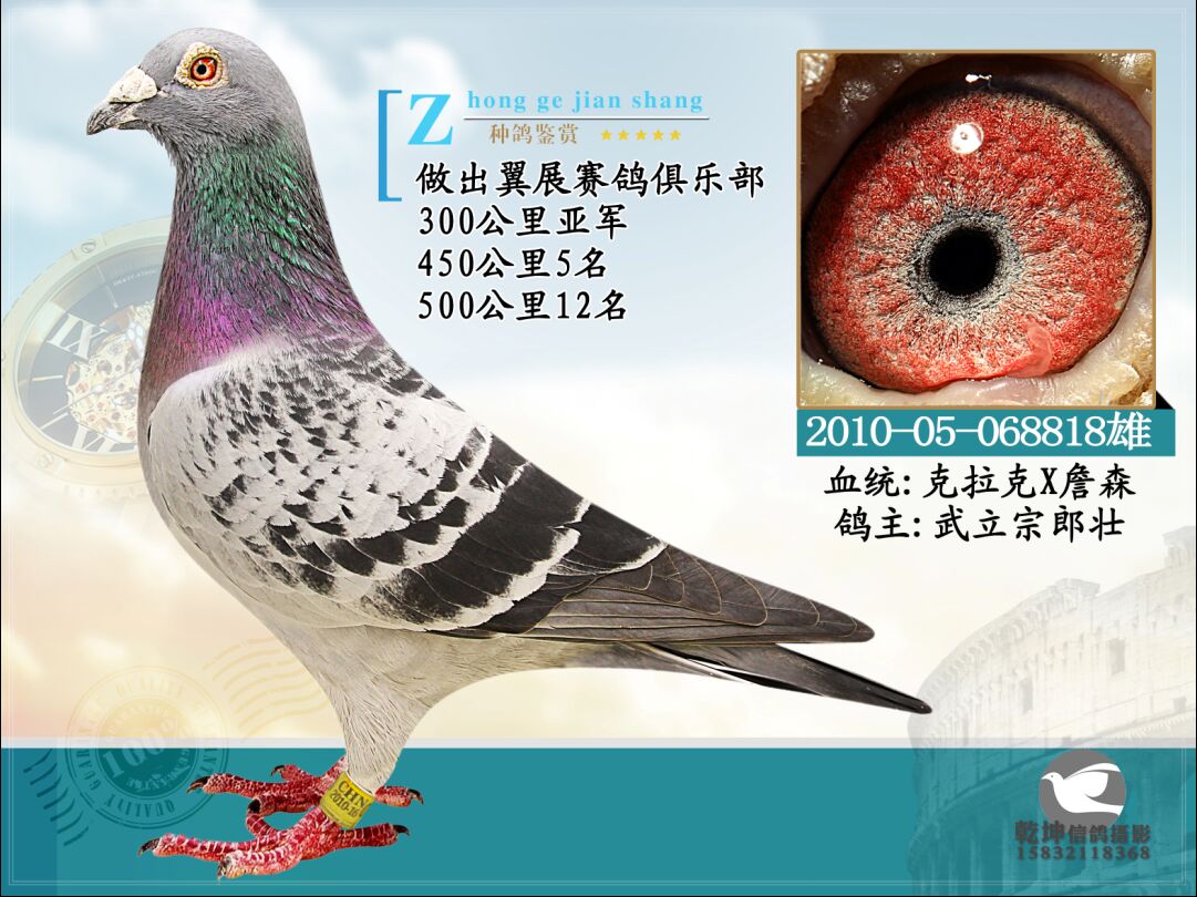 信鸽特征