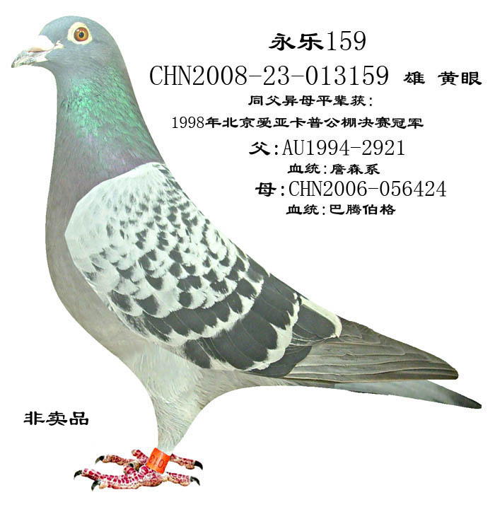 永乐159