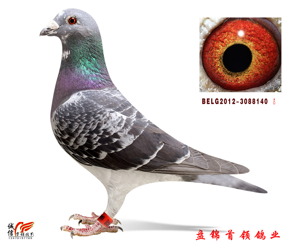 belg2012—3088140_盘锦首领鸽业_ ag188.com爱鸽商城_中国信鸽信息网