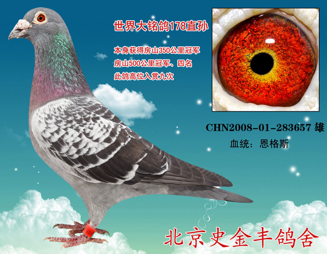 恩格斯178直孙_北京史金丰鸽舍_ ag188.com爱鸽商城_中国信鸽信息网