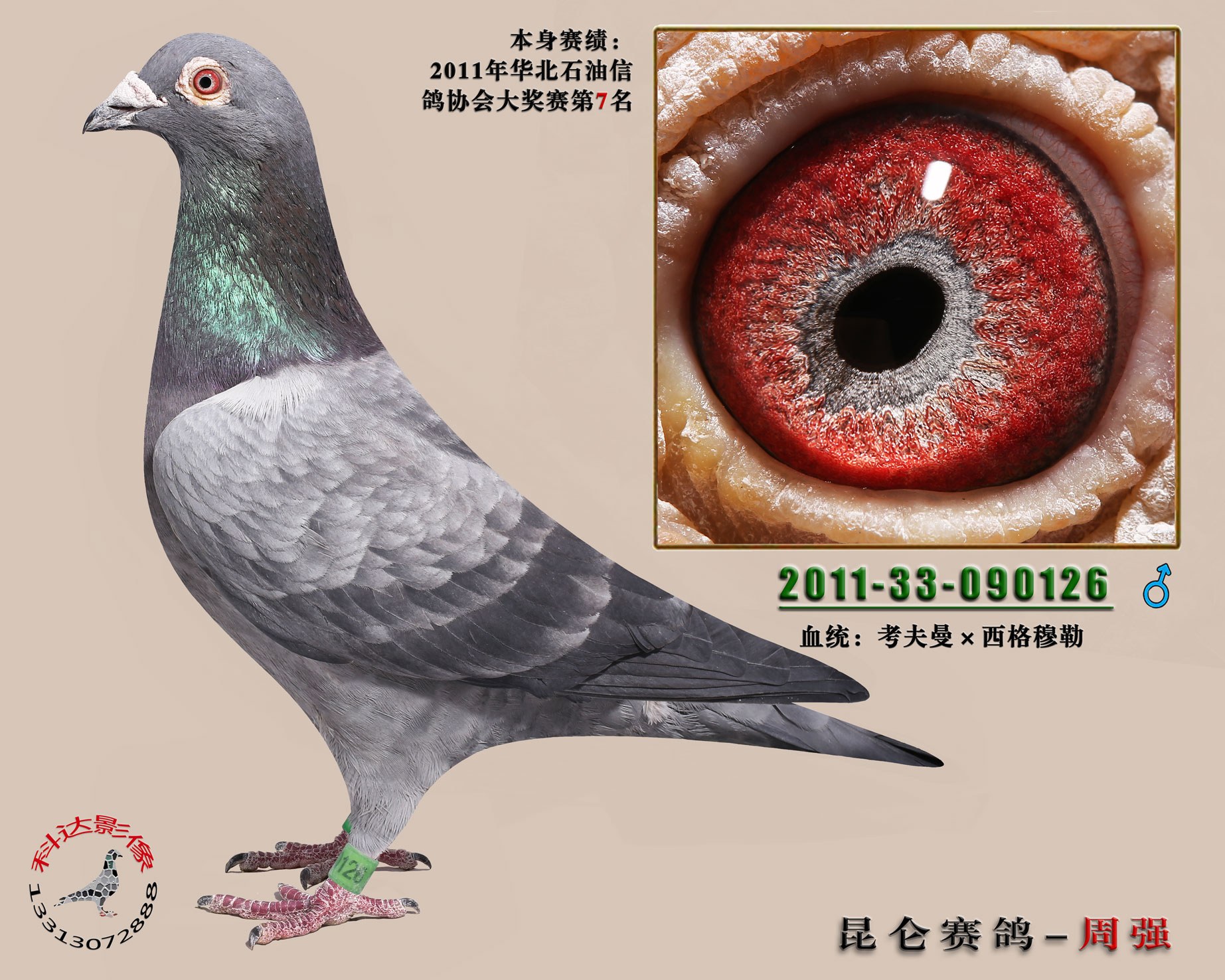 您要找的任丘昆仑赛鸽周强展厅服务时间已到期