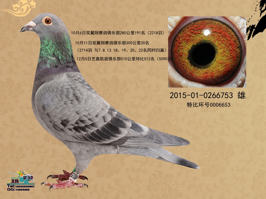 桑杰士*红色闪电,已售出_京大鸽舍_ag188.com爱鸽商城_中国信鸽信息网