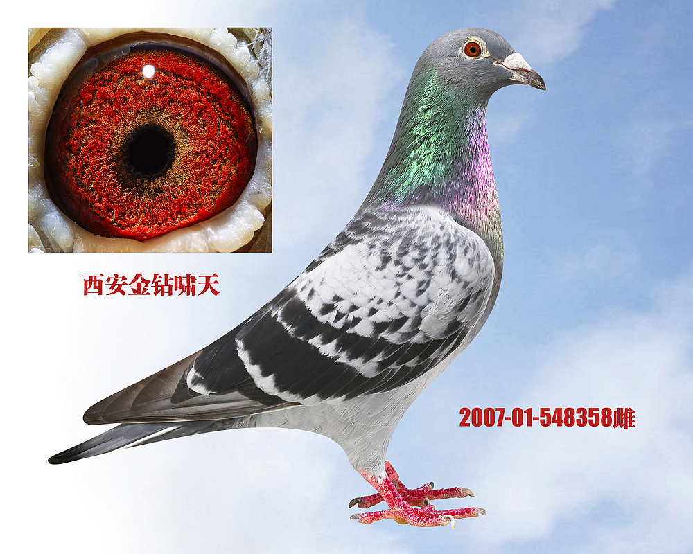 金钻金母号-金钻啸天-中信网爱鸽商城