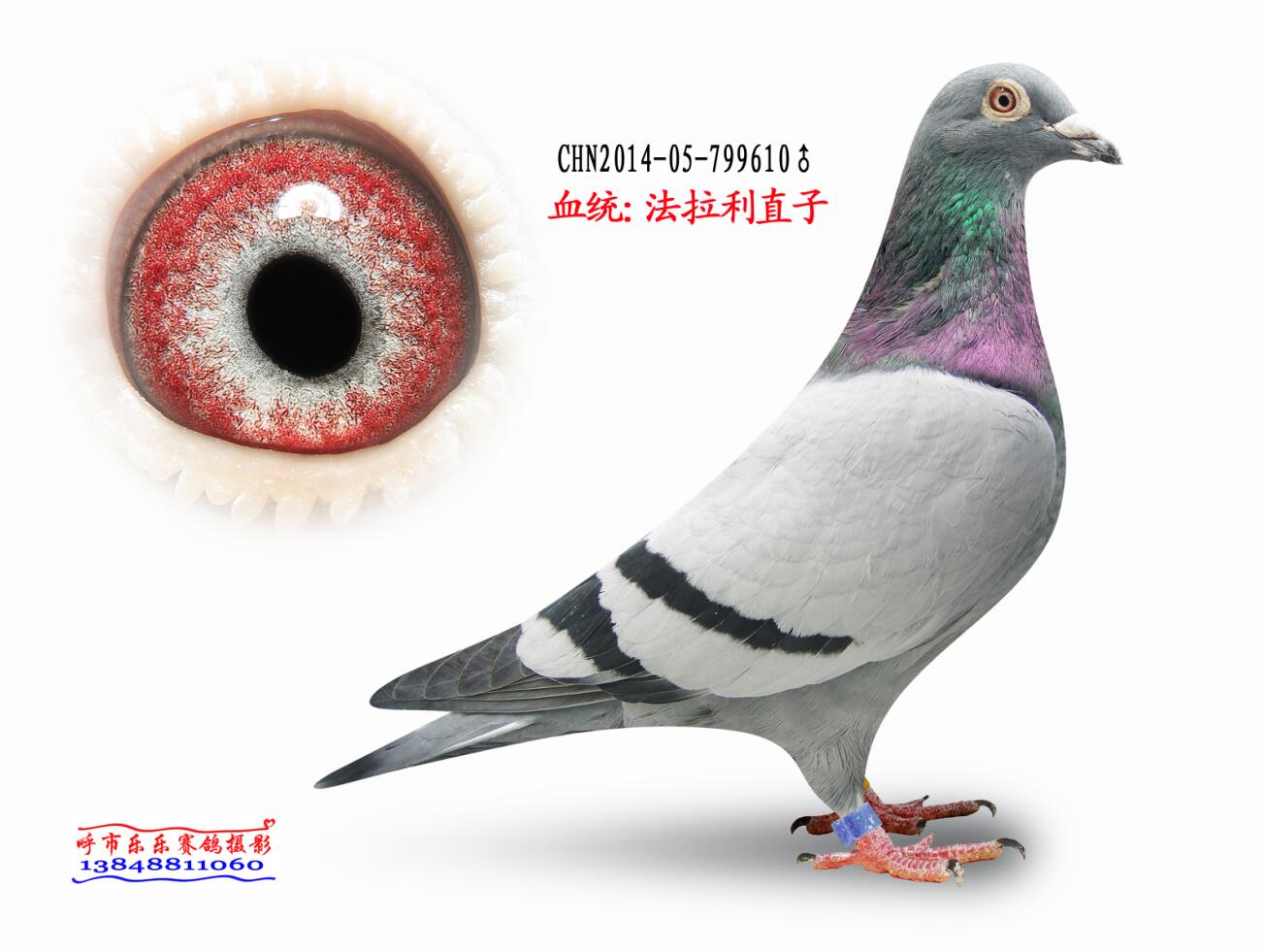 法拉利直子
