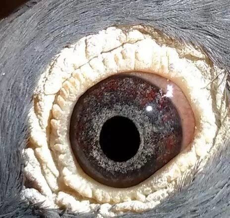 信鸽特征编 号:421078鸽 名:喷点金母之眼羽 色:眼 砂:紫罗兰收 藏