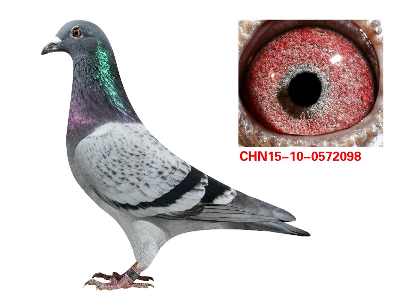 英格斯黄金配对直子