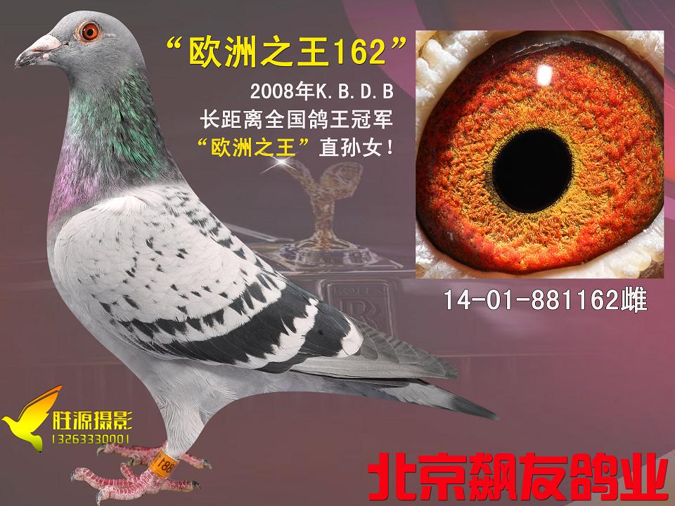 欧洲之王162_北京胜源信鸽文化传媒-中信网爱鸽商城