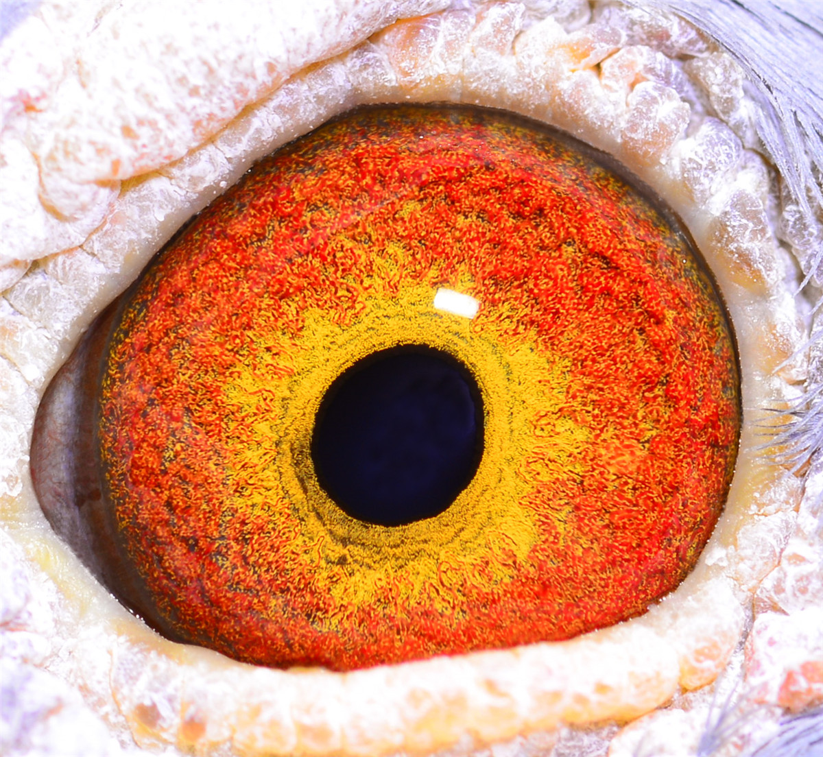 佛科克白魔术师_骏王赛鸽影艺_ag188.com爱鸽商城_中国信鸽信息网