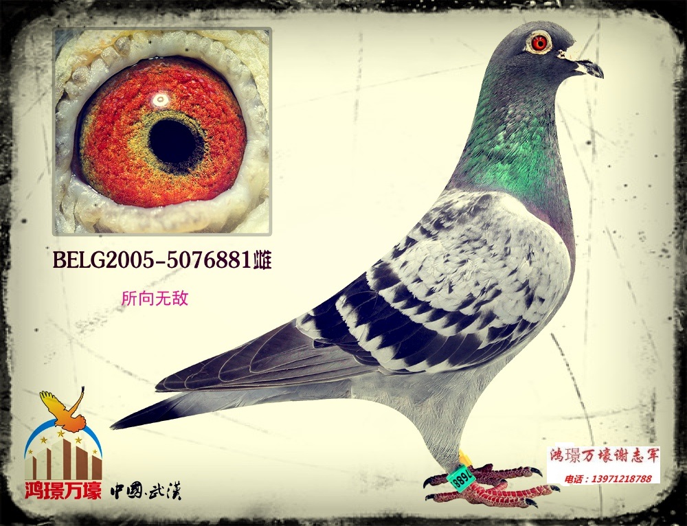 戈马力x所向无敌-鸿璟万壕-中信网爱鸽商城