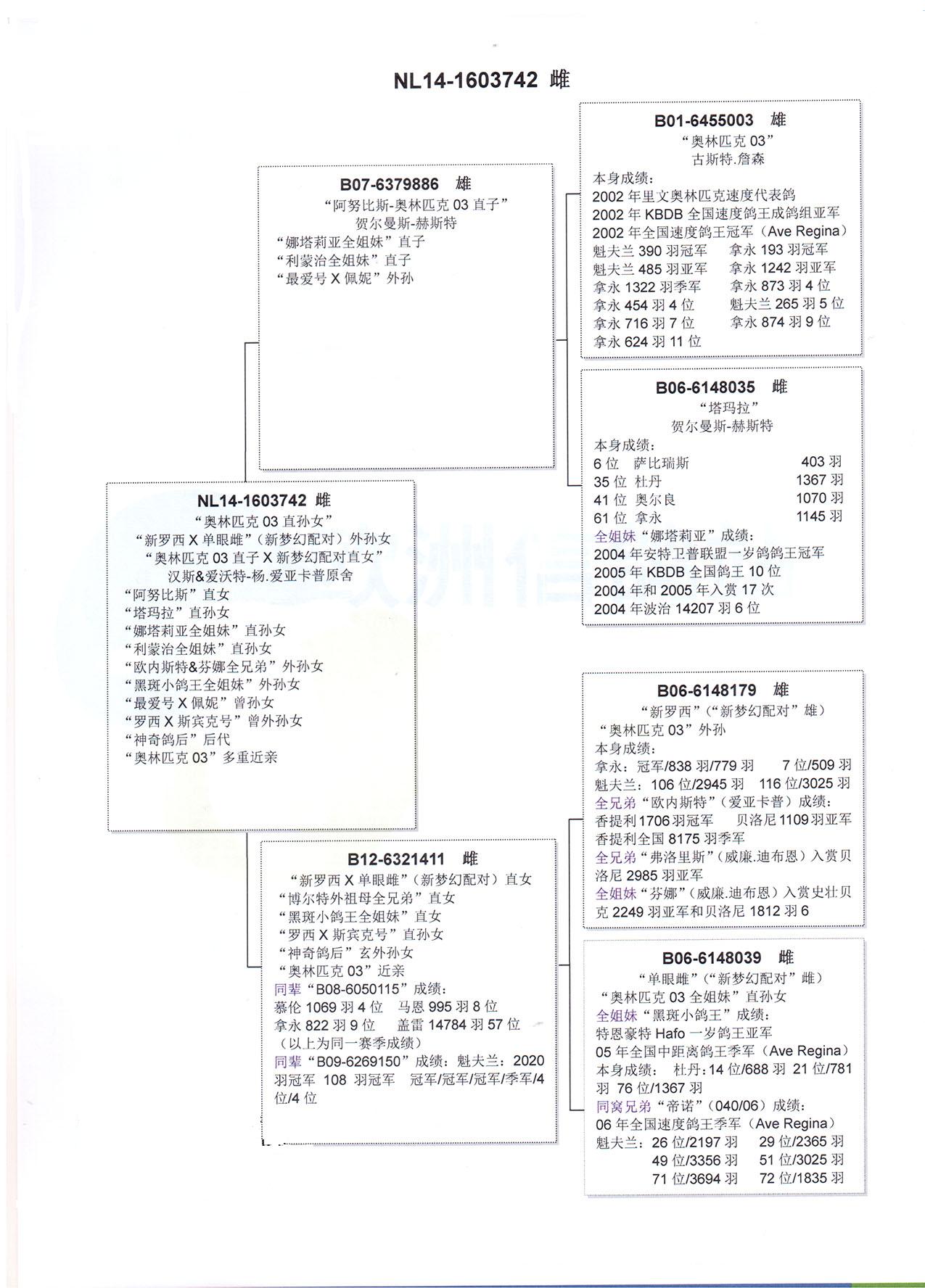 利奥.贺尔曼斯 "奥林匹克003"直孙女