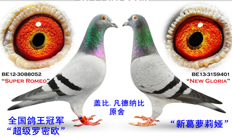 盖比"超级罗密欧直女"