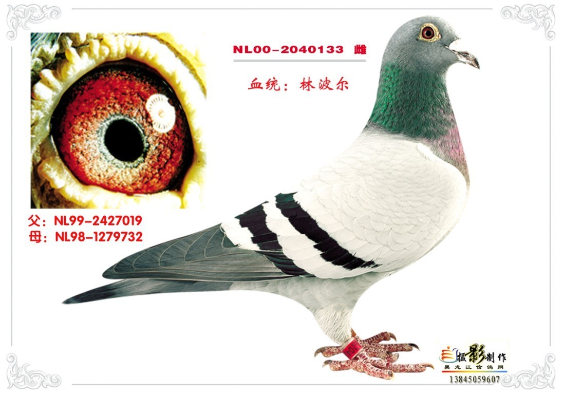 林波尔原舍子一代