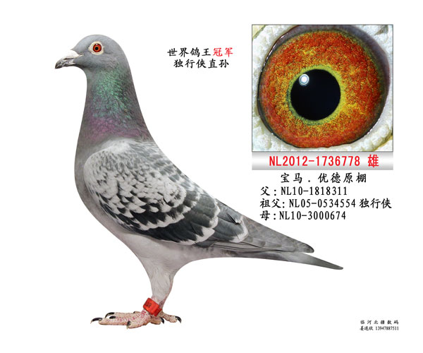 父亲 独行侠直孙