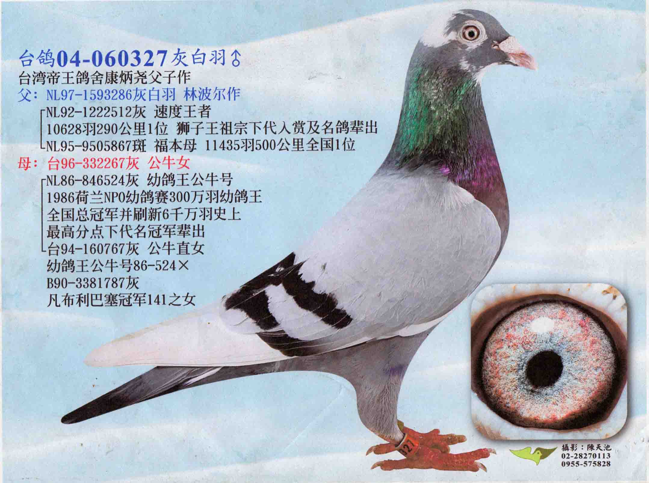 帝王波尔公牛840(仅供欣赏)_天地通鸽舍-中信网爱鸽商城
