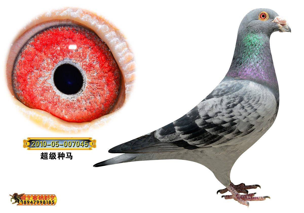 超级种马优秀直子