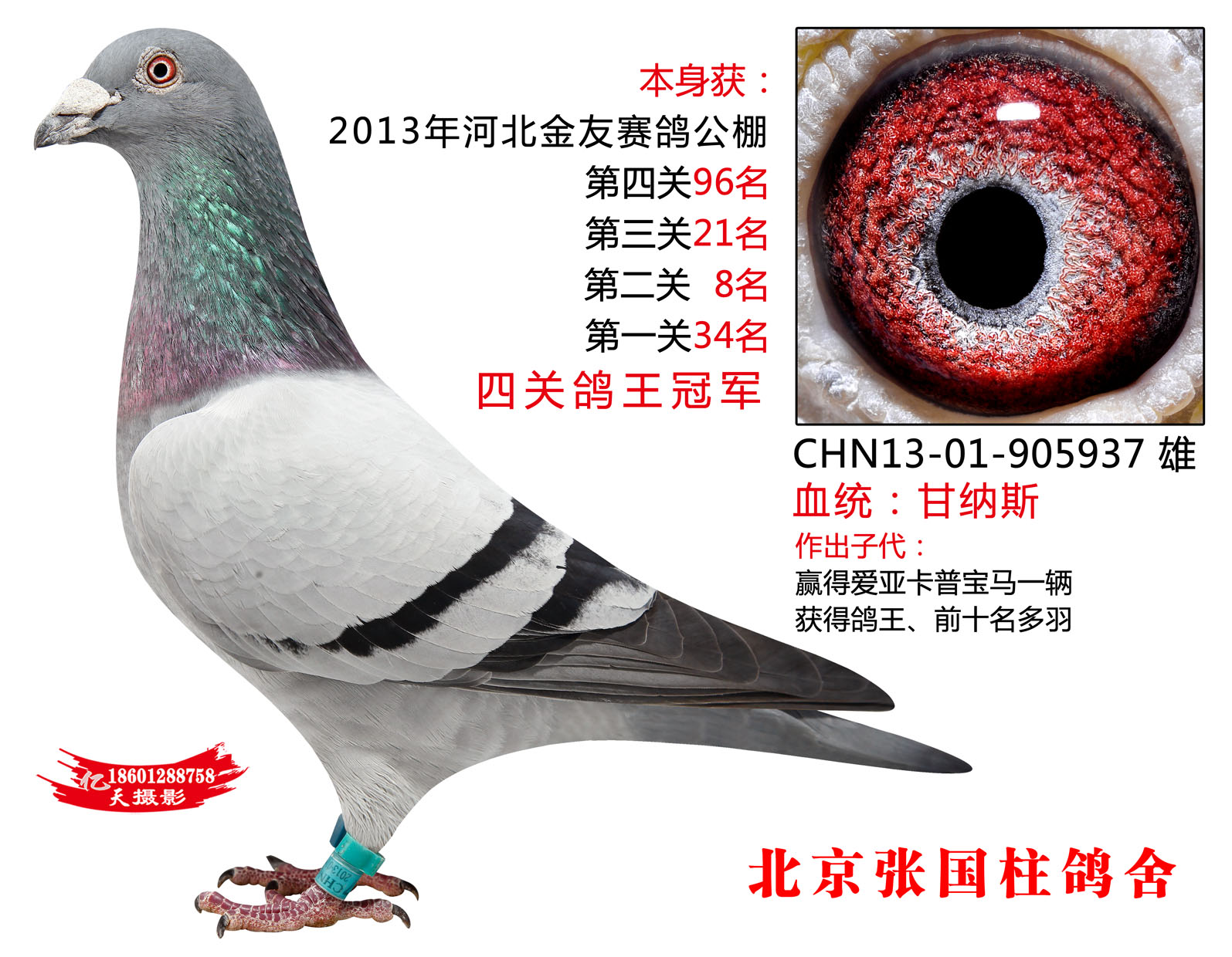 com爱鸽商城_中国信鸽信息网