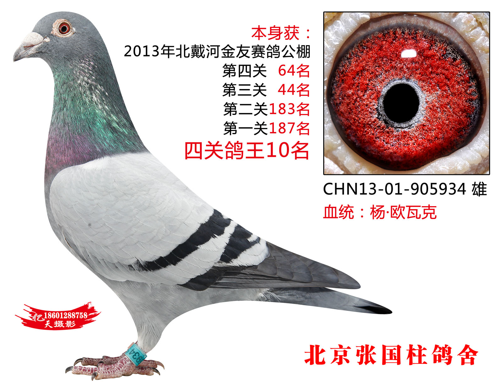 金友四关鸽王10名_北京张国柱鸽舍_ag188.com爱鸽商城_中国信鸽信息网
