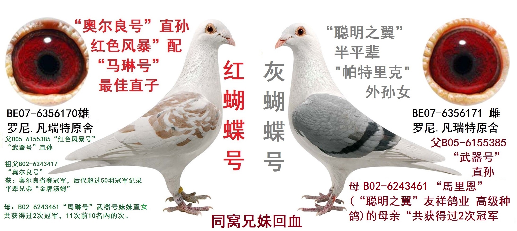 桑杰士★红蝴蝶 灰蝴蝶_精诚鸽舍_ag188.com爱鸽商城_中国信鸽信息网