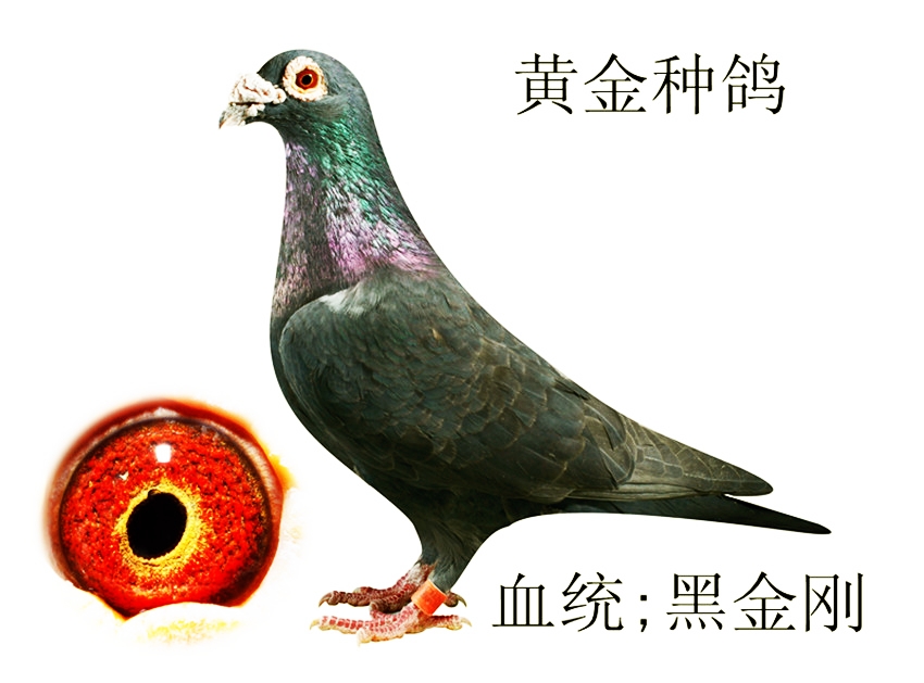 信鸽特征