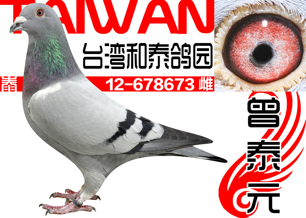 台湾和泰鸽园673