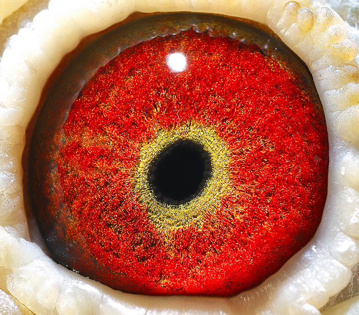 金钻新核心力量超级黄金眼