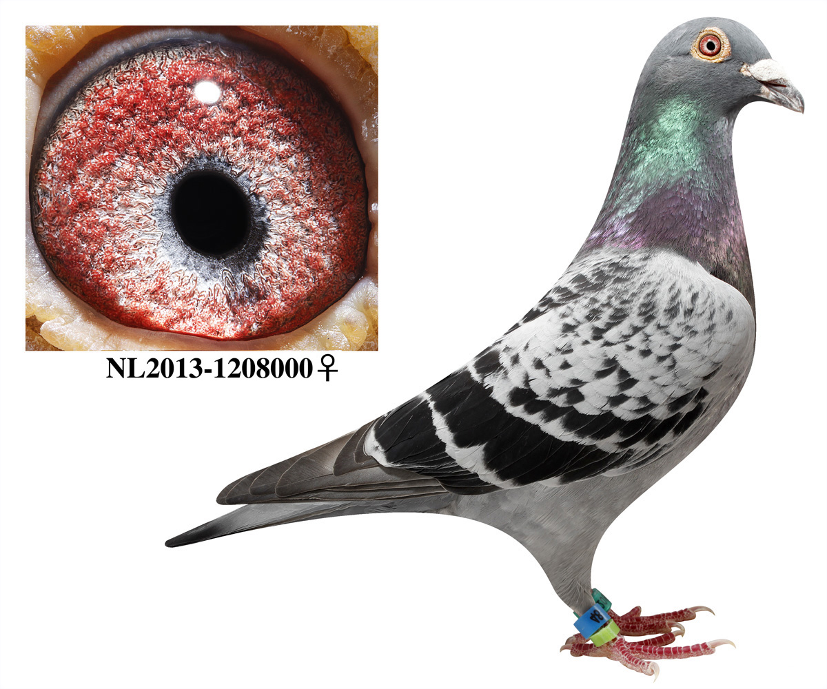 骏王最新引进_骏王赛鸽影艺-中信网爱鸽商城