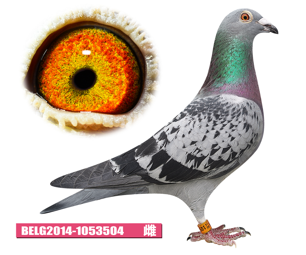 belg2014-1053504_天津稳赢信鸽文化_ ag188.