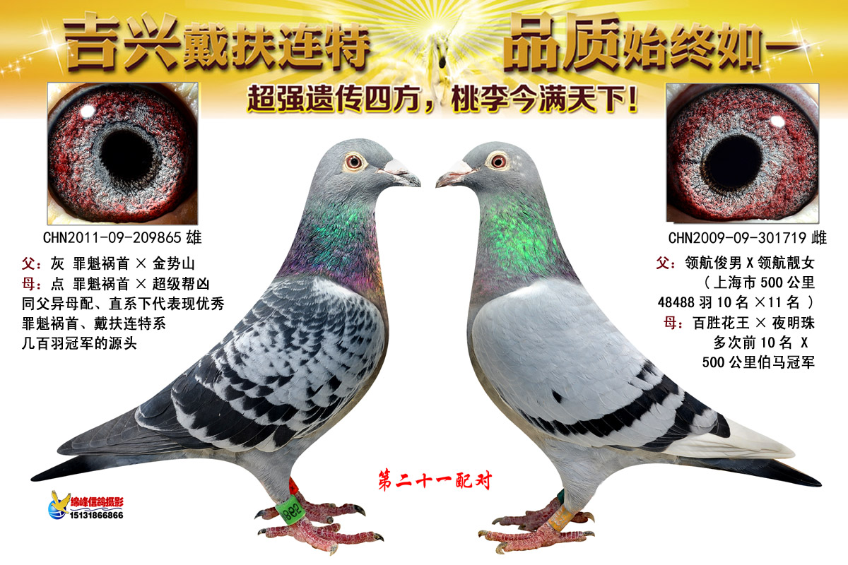 第21配对_上海吉兴鸽舍_ ag188.com爱鸽商城_中国信鸽信息网