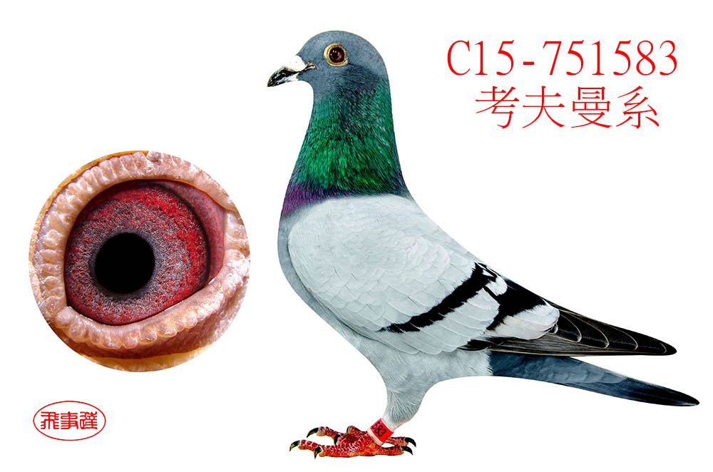 考夫曼小迪克583