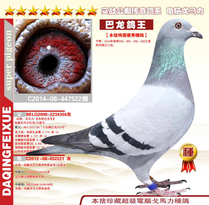 巴龙522_江苏神舟阁_ ag188.com爱鸽商城_中国信鸽信息网