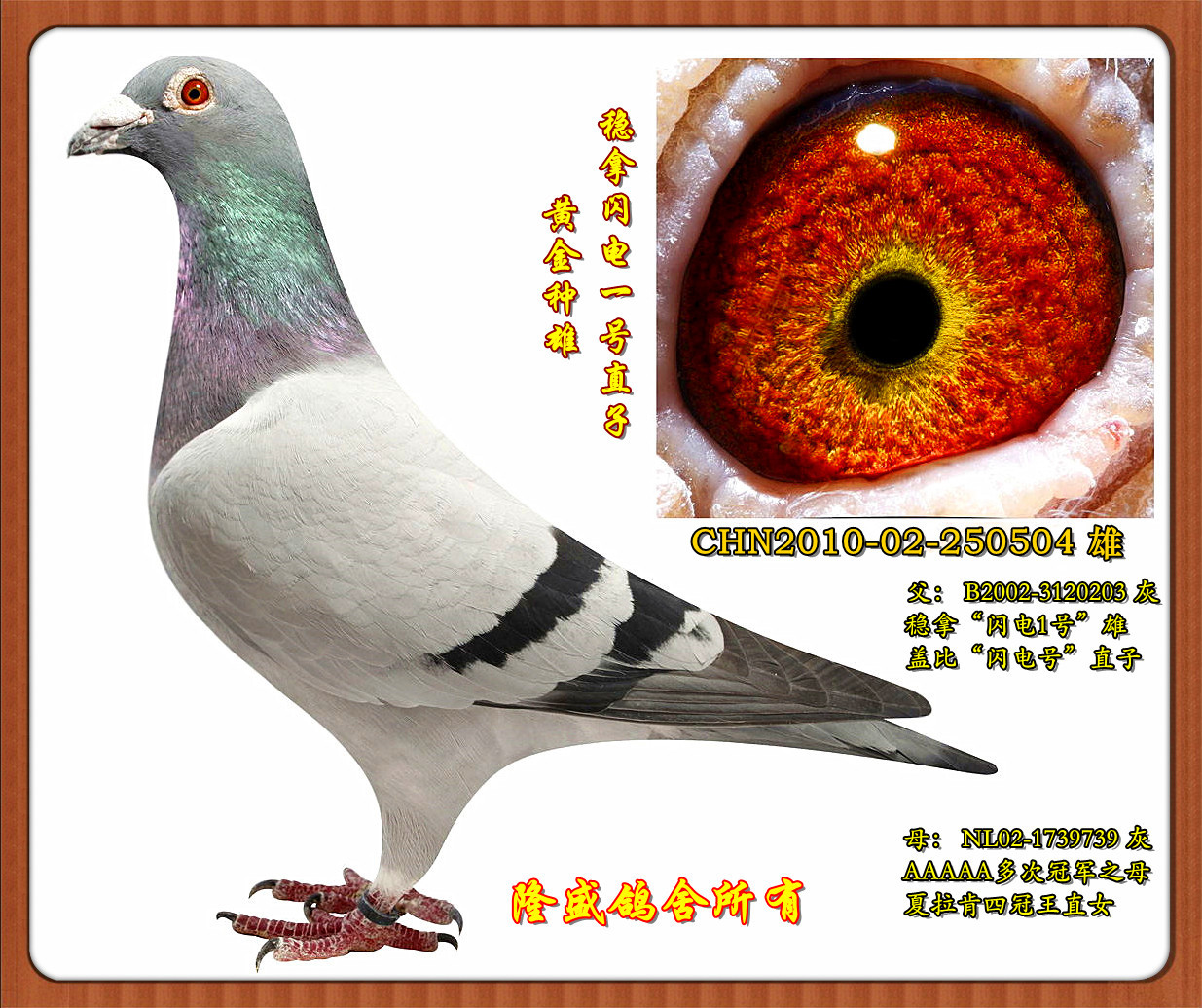 稳拿闪电1号直子