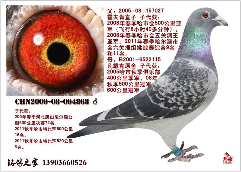 霍夫肯_黑龙江铭鸽之家-中信网爱鸽商城