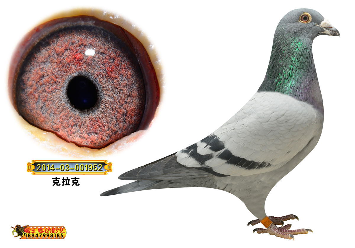 克拉克近血_骏王赛鸽影艺_ag188.com爱鸽商城_中国信鸽信息网