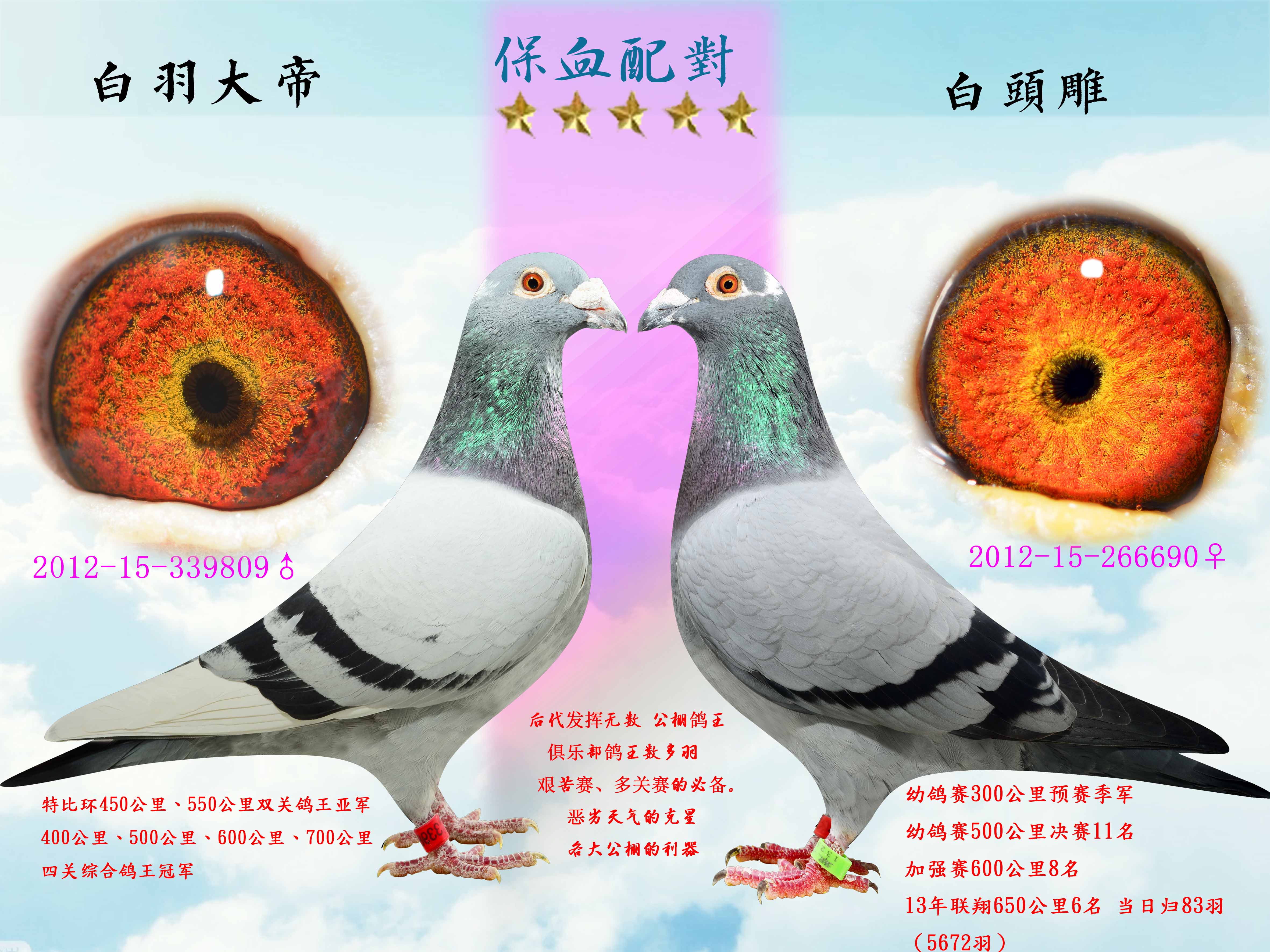保血配对_翠平牧场_ ag188.com爱鸽商城_中国信鸽信息网