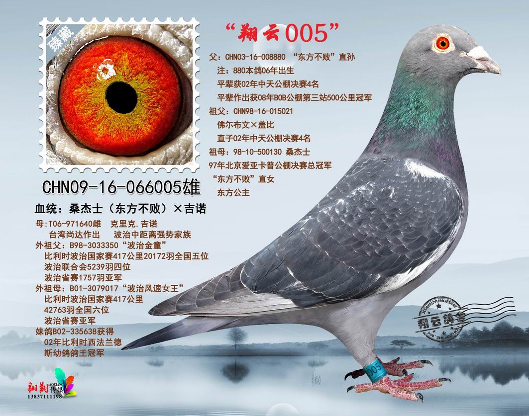 翔云005_河南翔云鸽舍_ ag188.com爱鸽商城_中国信鸽信息网