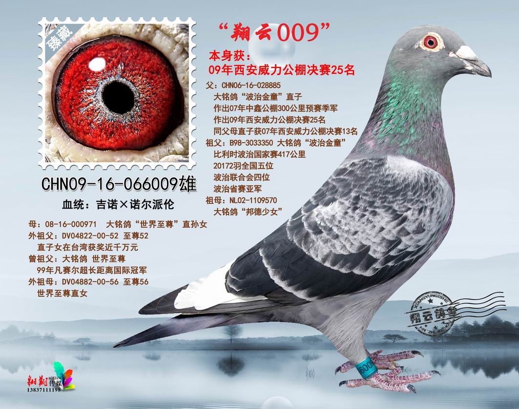 翔云009_河南翔云鸽舍_ ag188.com爱鸽商城_中国信鸽信息网