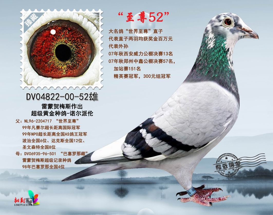 编 号: 430123                鸽 名: 至尊52