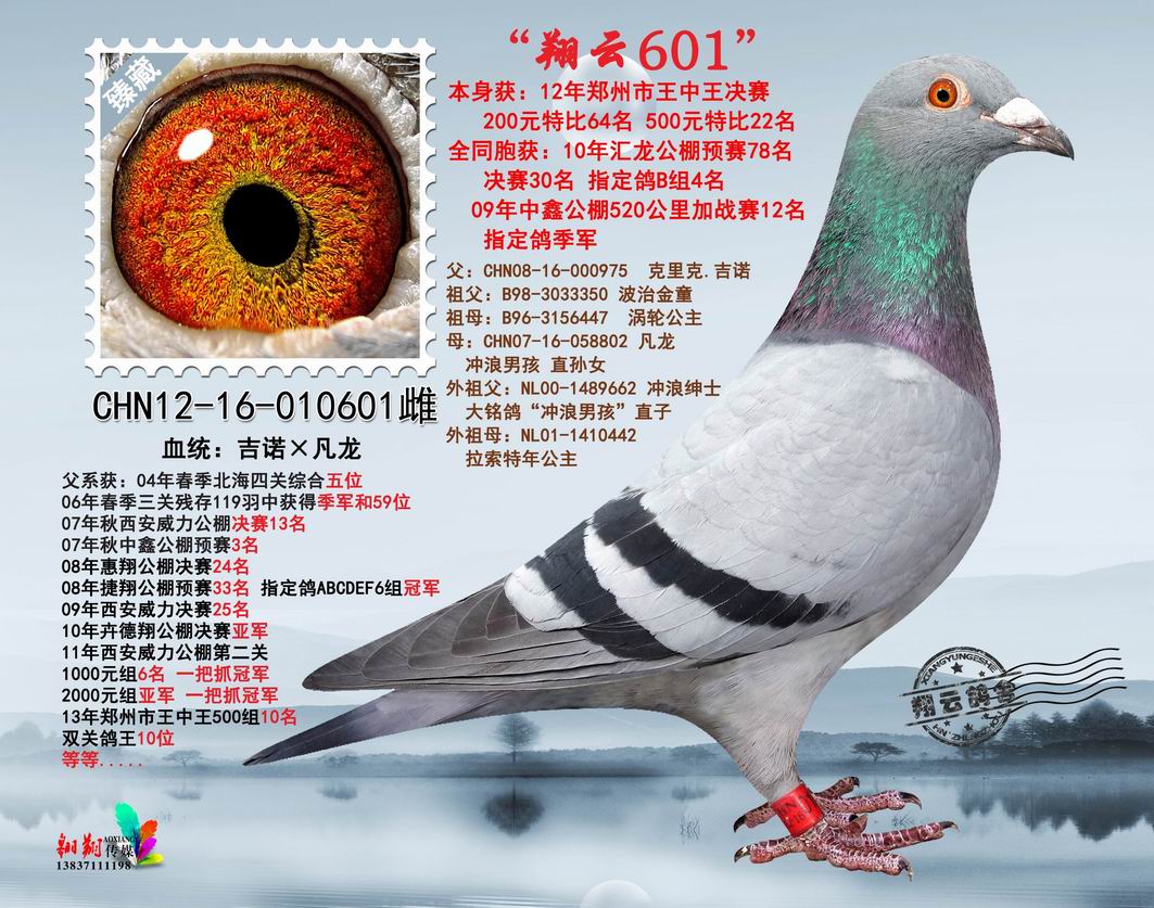 翔云601_河南翔云鸽舍_ ag188.com爱鸽商城_中国信鸽信息网