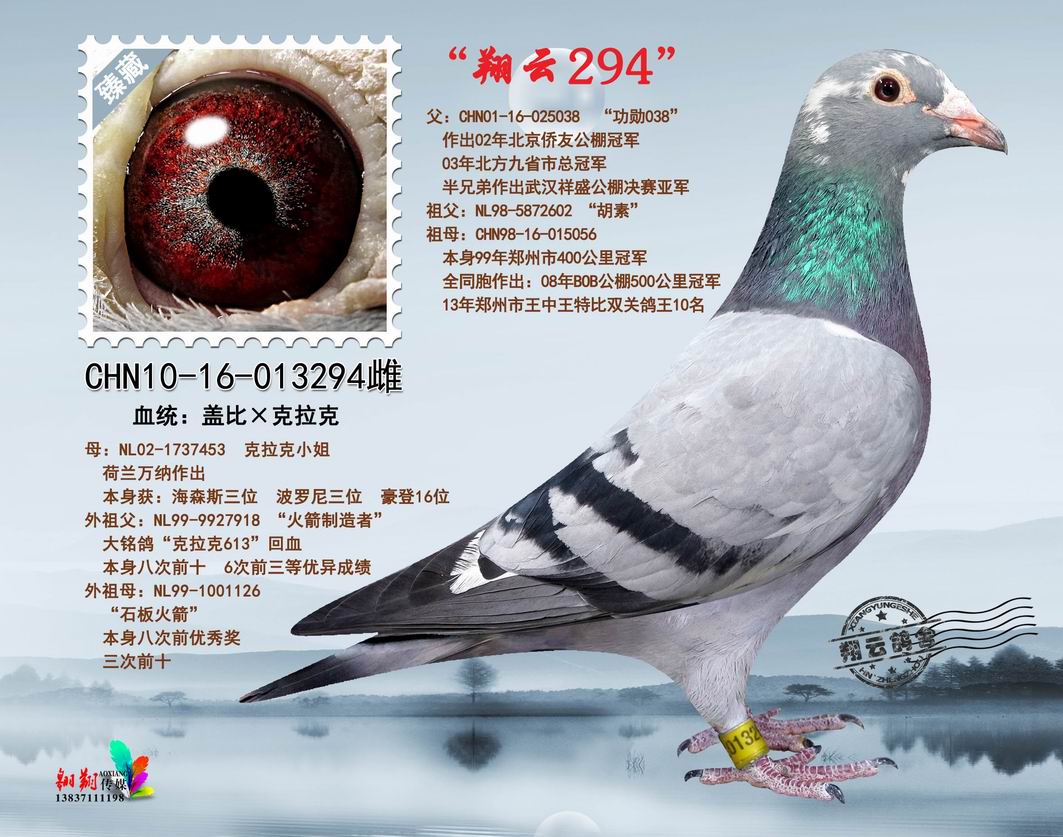 翔云294_河南翔云鸽舍_ ag188.com爱鸽商城_中国信鸽信息网