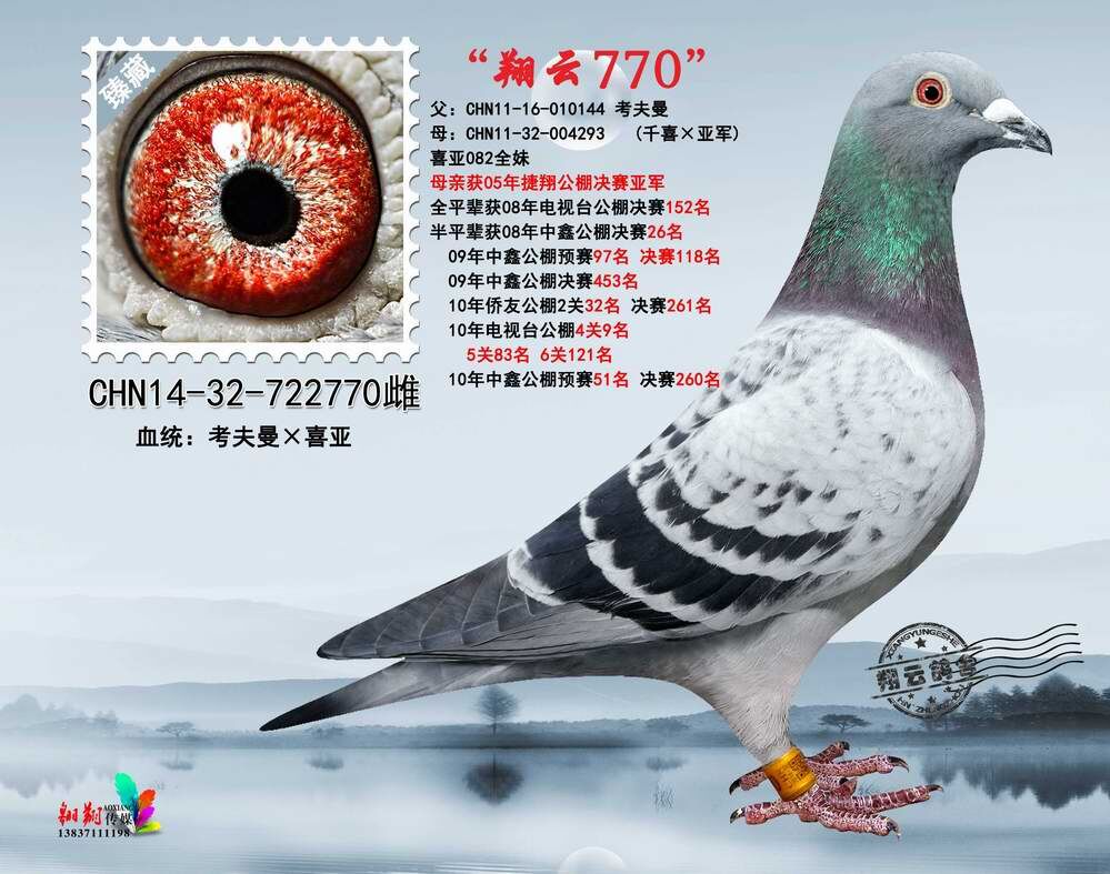 翔云770_河南翔云鸽舍_ ag188.com爱鸽商城_中国信鸽信息网