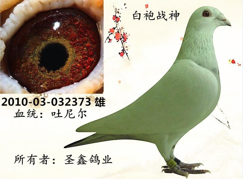 吐尼尔_任丘圣鑫鸽业_ ag188.com爱鸽商城_中国信鸽信息网