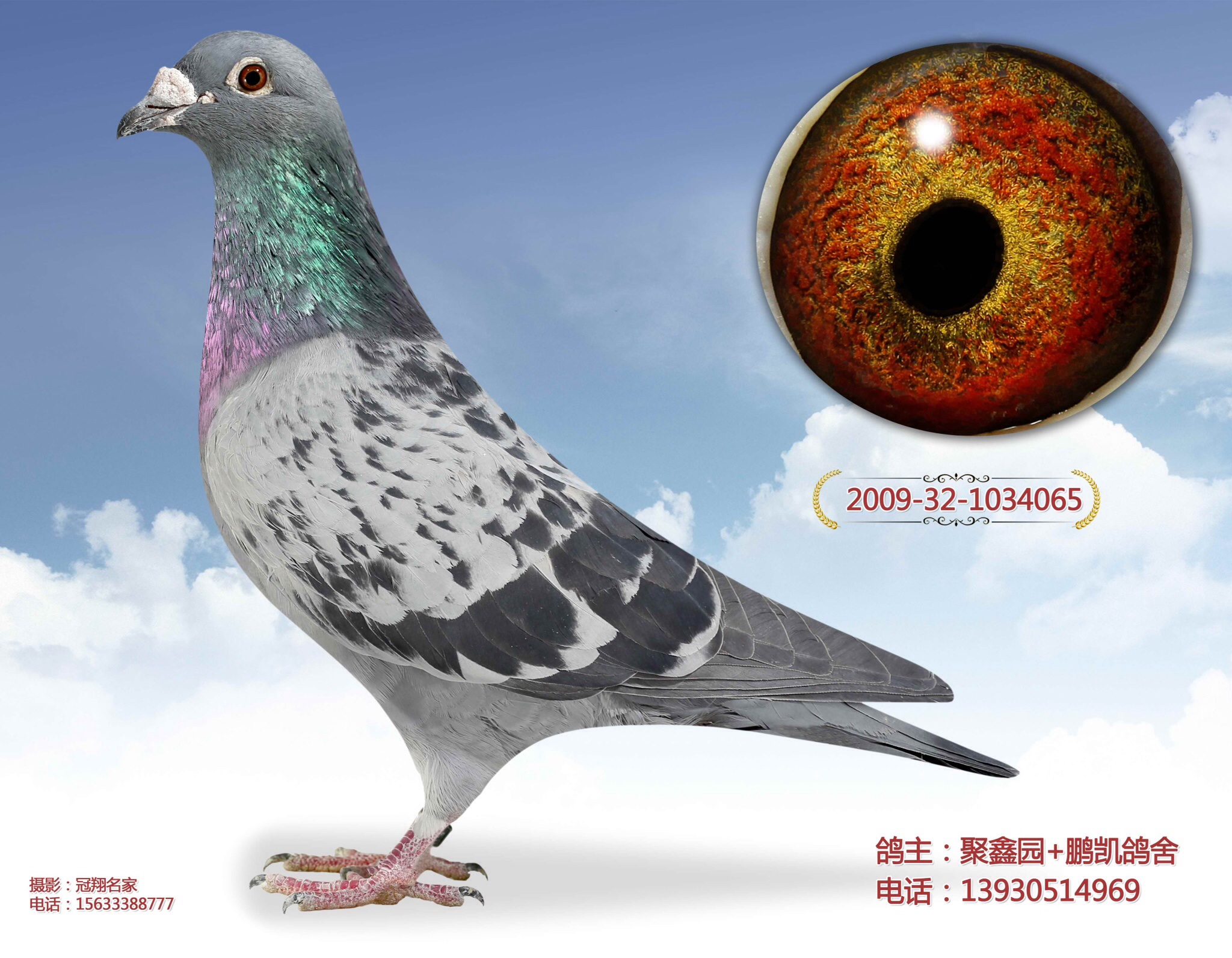 不败先锋_鹏凯鸽舍_ag188.com爱鸽商城_中国信鸽信息网