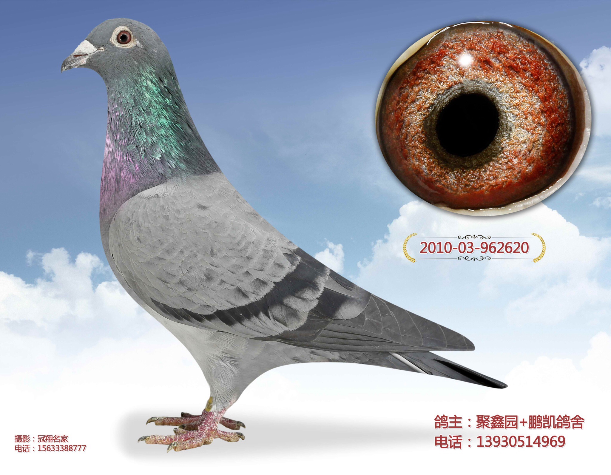 戈马力_鹏凯鸽舍-中信网爱鸽商城